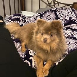 Vera - Pomeranian