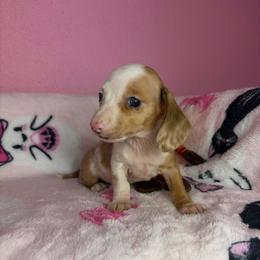 Miley - Piebald female Dachshund puppy in Lake City, Florida from My Ditzy Doxies of Florida
