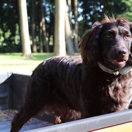 Boykin Spaniels from Skipjack Boykins