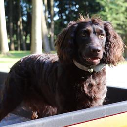 Boykin Spaniels from Skipjack Boykins