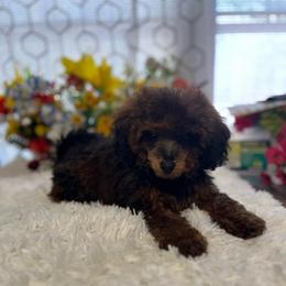 AKC Dexter - Cafe au lait male Poodle puppy in Elgin, South Carolina from Silver Bells Paw Prints