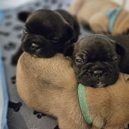 French Bulldog Puppies from A&D Frenchies