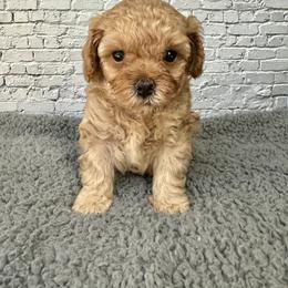 Ivy - Red  female Poodle puppy in Riverside, California from Red Toy Poodle World