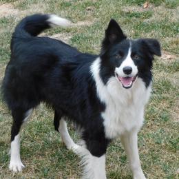 Ciarraí - Black and white female Border Collie puppy in New London, Wisconsin from LaTiKi Border Collies