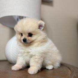 Theo - Cream male Pomeranian puppy in Phoenix, Arizona from Luxpomz
