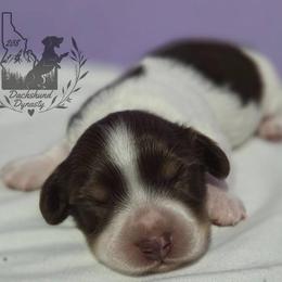 Dachshund Puppies from 208 Dox Dynasty
