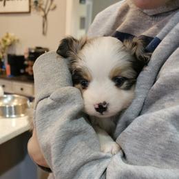Miniature Australian Shepherd Puppies from Carter's Cuties
