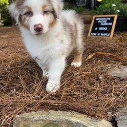 Flint - Red merle male Australian Shepherd puppy in Murrayville, Georgia from Mountain Ridge Aussies