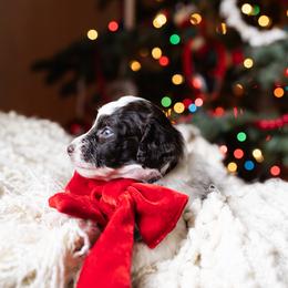 Aussiedoodle and Australian Mountain Doodle Puppies from Farmstead Doodles