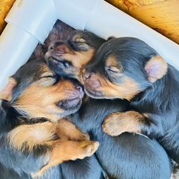 Yorkshire Terrier Puppies from Cutest AKC Arizona Yorkies