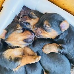Yorkshire Terrier Puppies from Cutest AKC Arizona Yorkies