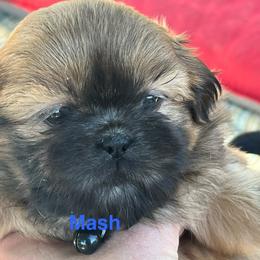 Mash - Liver male Shih Tzu puppy in Bloomfield, Indiana from Meihem Pups