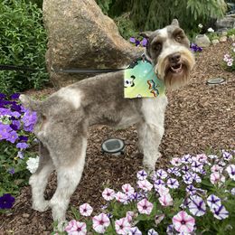 Simbie - Miniature Schnauzer
