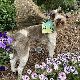 Simbie - Miniature Schnauzer