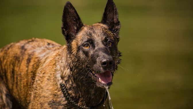 xDutch Shepherd