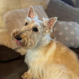 Scottish Terrier puppies from Christie Gregory's Scotties