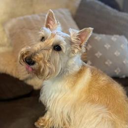 Scottish Terrier puppies from Christie Gregory's Scotties