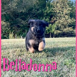 Belladonna - Black and tan female German Shepherd puppy in Lewisburg, Kentucky from RED’s German Shepherds