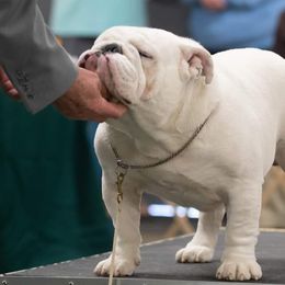 Marvin - Bulldog