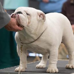 Marvin - Bulldog