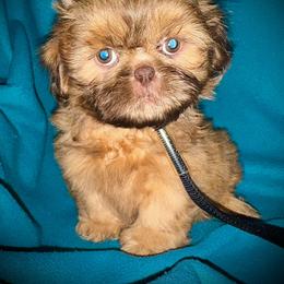Shih Tzu Puppies from T-Amore Shih Tzu