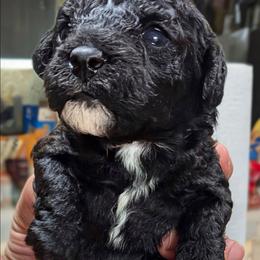 Zeora - Black female Poodle puppy in Panama City Beach, Florida from Little Puppy Love