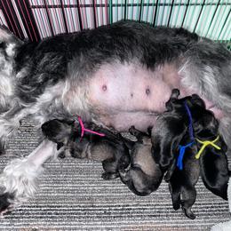 Rocket (blue) - Salt and pepper male Miniature Schnauzer puppy in La Fayette, Georgia from Daniels Mini Schnauzers
