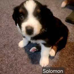 King Solomon - Black tri male Miniature American Shepherd puppy in Longview, Washington from Rainy Rivers Farms