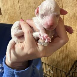 Snowy - White female Cavapoo puppy in Greensburg, Kentucky from Doodle Me Crazy