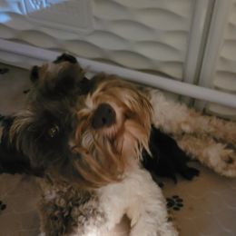 Freya - Miniature Schnauzer
