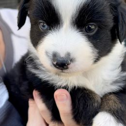 Aussiedoodle, Australian Shepherd, Miniature American Shepherd, and Miniature Australian Shepherd Puppies from Bline's Awesome Aussies