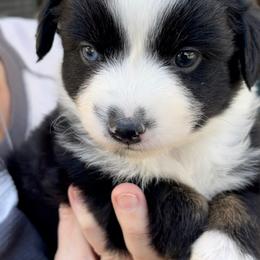 Aussiedoodle, Australian Shepherd, Miniature American Shepherd, and Miniature Australian Shepherd Puppies from Bline's Awesome Aussies