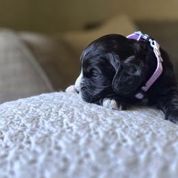 Purple collar girl - Black and white female Cavapoo puppy in Almira, Washington from Cavapoo Cuddles