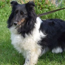 Shetland Sheepdogs from Mi Shelties