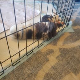 Toy Australian Shepherd Puppies from Patterson Aussies