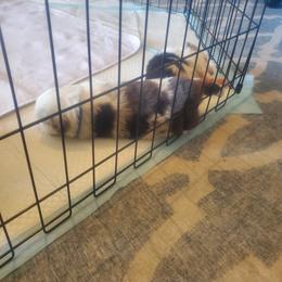 Toy Australian Shepherd Puppies from Patterson Aussies