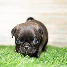 Lola (red) - Silver female Pug puppy in Hereford, Arizona from Broken Road Ranch Pugs
