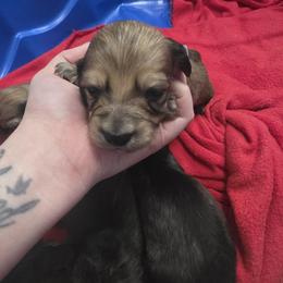 Boy 3 - Cream male Dachshund puppy in Sour Lake, Texas from Rigdon's dachshunds