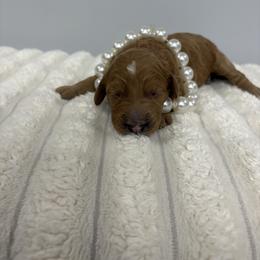 Rose - Red female Bernedoodle puppy in Calico Rock, Arkansas from Cottrell’s Poodles & Doodles