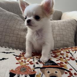 Chihuahua Puppies from Stardom Chihuahuas