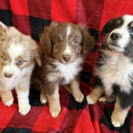 Miniature Australian Shepherd Puppies from Fairfax Aussies