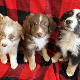 Miniature Australian Shepherd Puppies from Fairfax Aussies