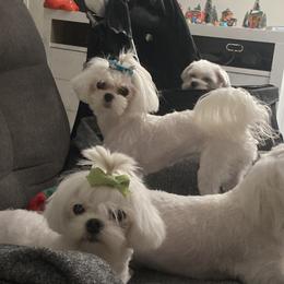 Maltese Puppies from B & O Maltese