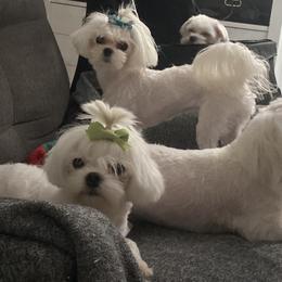 Maltese Puppies from B & O Maltese