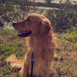 Koda - Golden Retriever