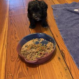 Luna - Black female Bernedoodle puppy in Raleigh, North Carolina from Crabtree Doodles