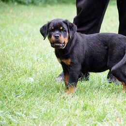 Rottweiler Puppies from VhDoggMeier Rottweilers