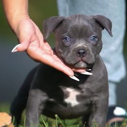 American Bully Puppies from Manuia Kennels