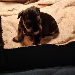 Miniature Schnauzer puppies from Harbinger Miniature Schnauzers