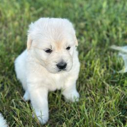 Girl 2 - Light golden female Golden Retriever puppy in Orland, California from Brownfield’s English Cream Golden Retrievers